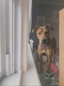 Ashley A Photography (2)