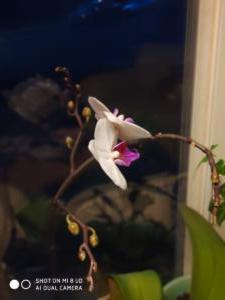 Moses H Photography (1)